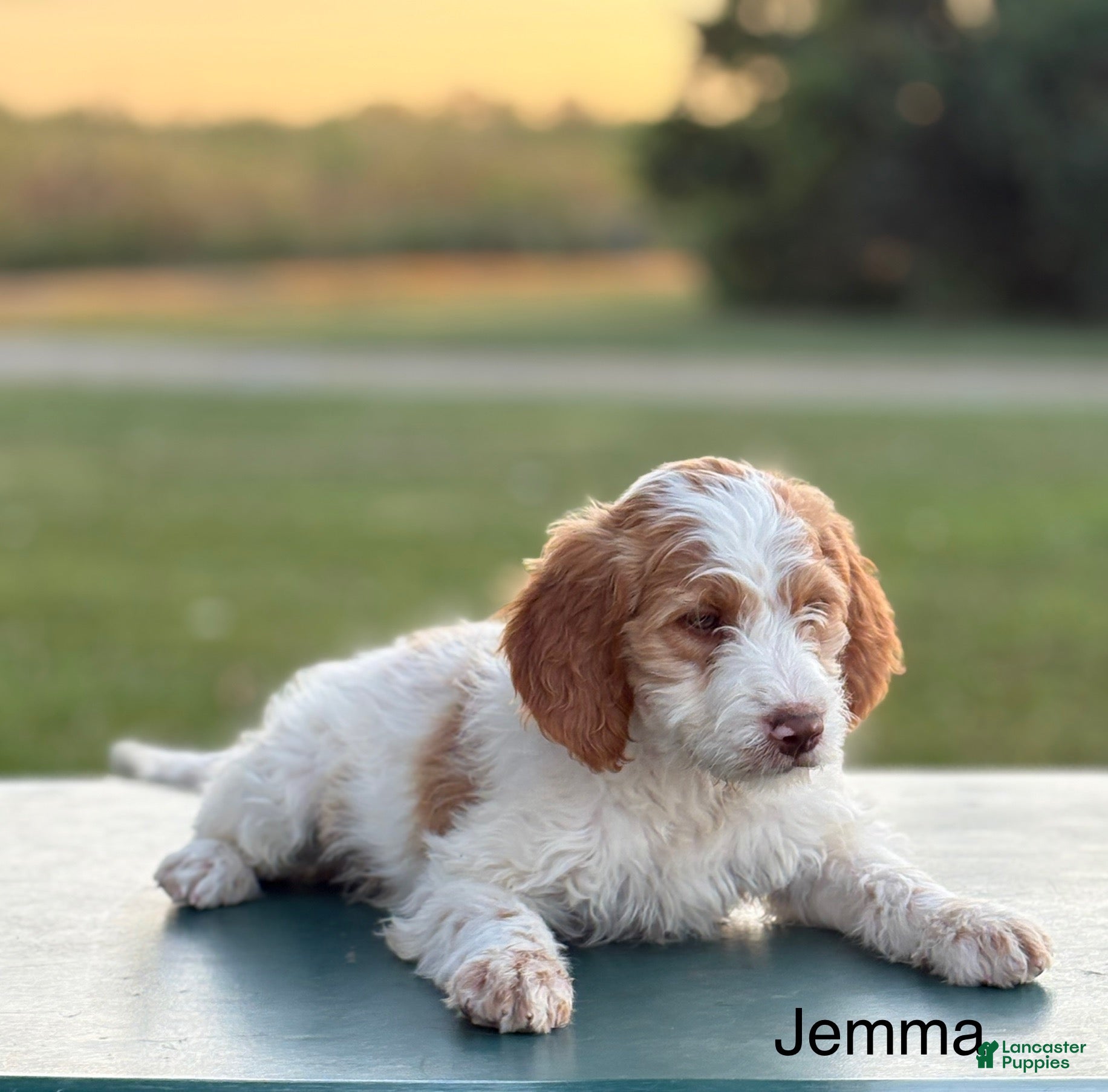 Goldendoodle Brittany Spaniel Mixed With Poodle Mini Goldendoodle
