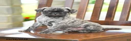 Pug dogs for sale: Freddie - Ad 3