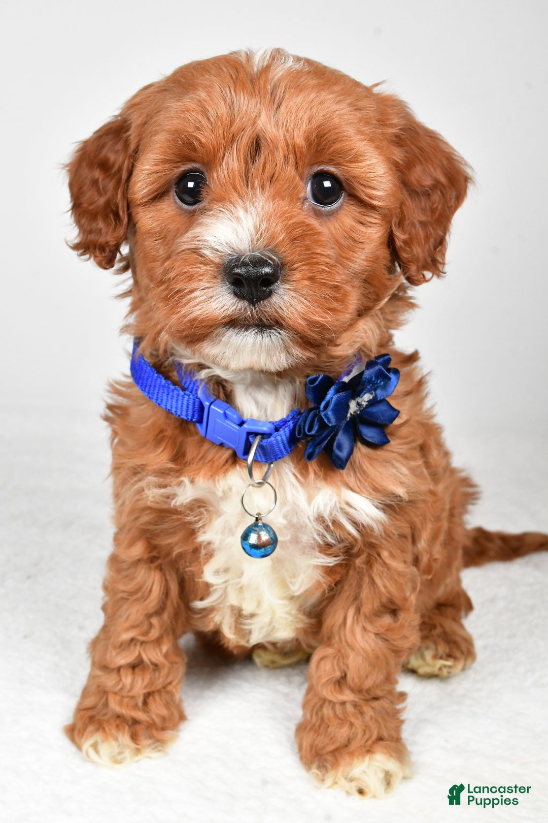 Cavapoo dogs for sale: Tanner - Ad 1