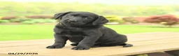 Labrador Retriever dogs for sale: Bailey - Ad 2