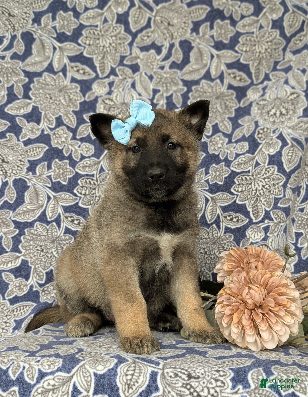 Mixed Breed dogs for sale: Dina - Ad 1