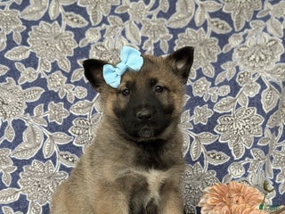 Mixed Breed dogs Dina - Ad 11