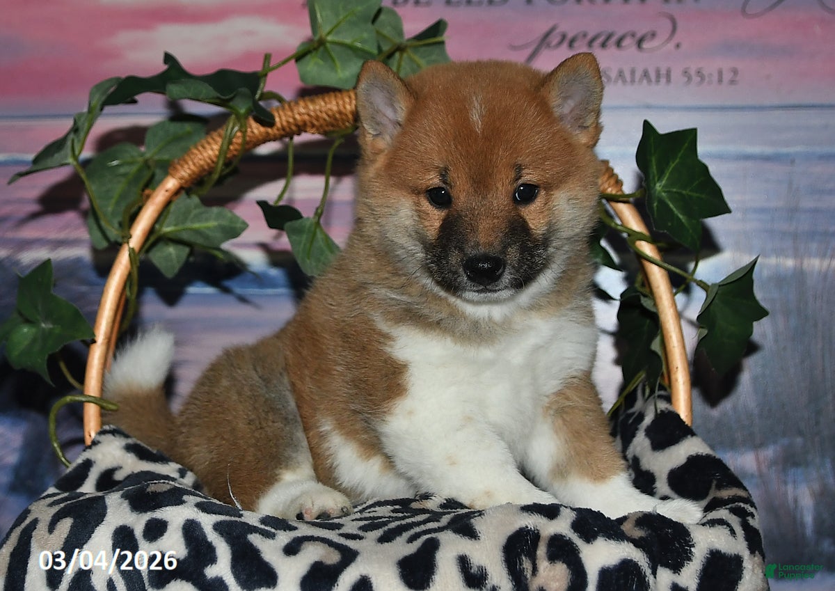 Shiba Inu dogs Glen - Ad 1