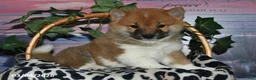 Shiba Inu dogs for sale: Glen - Ad 1