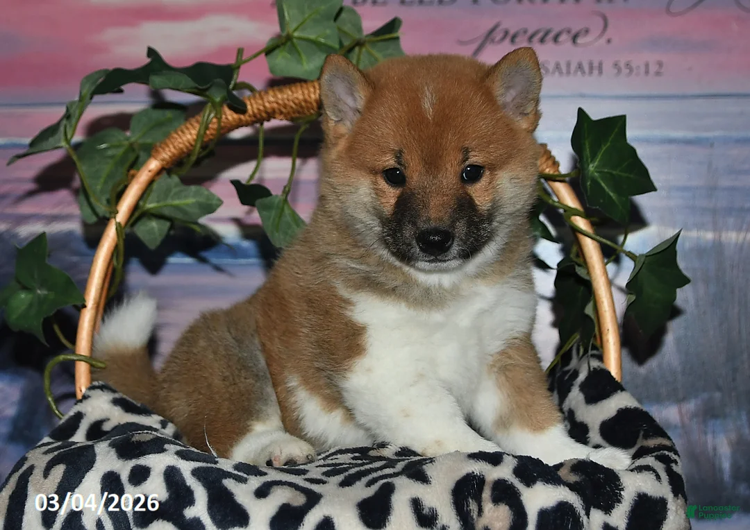 Shiba Inu dogs for sale: Glen - Ad 1