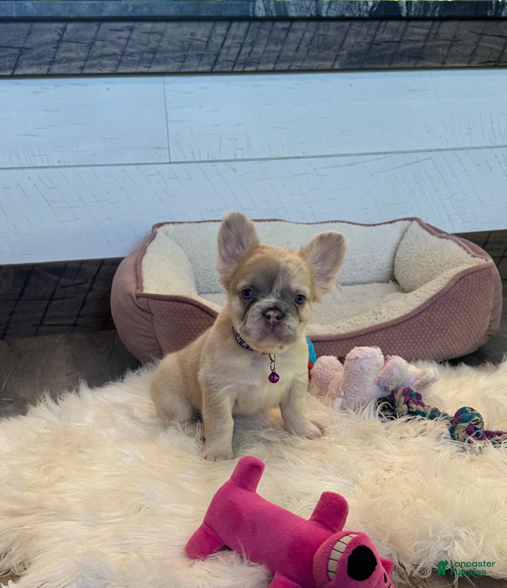 French Bulldog dogs Daisy - Ad 2
