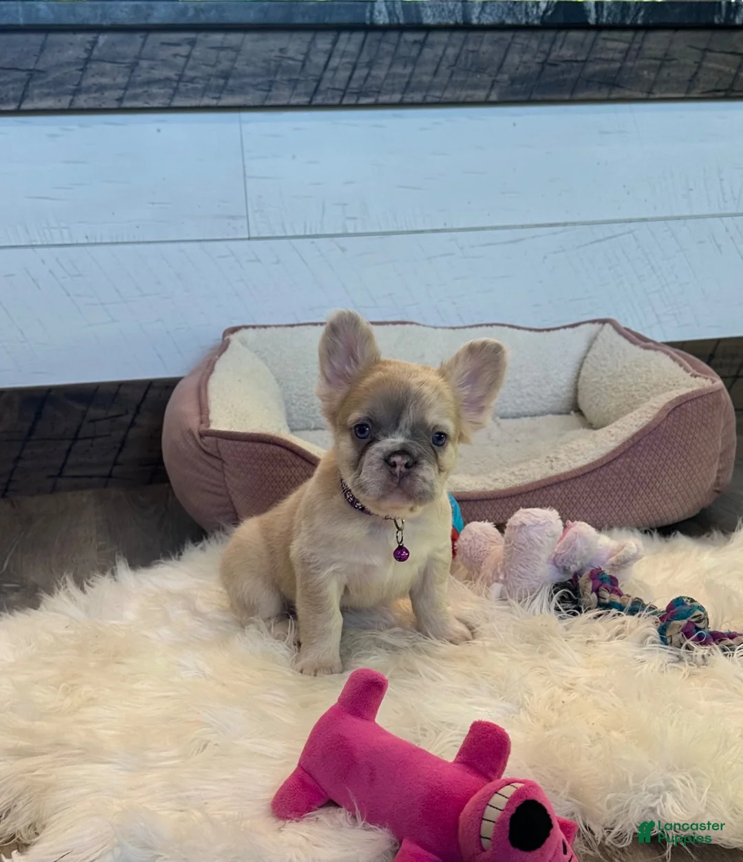 French Bulldog dogs for sale: Daisy - Ad 2