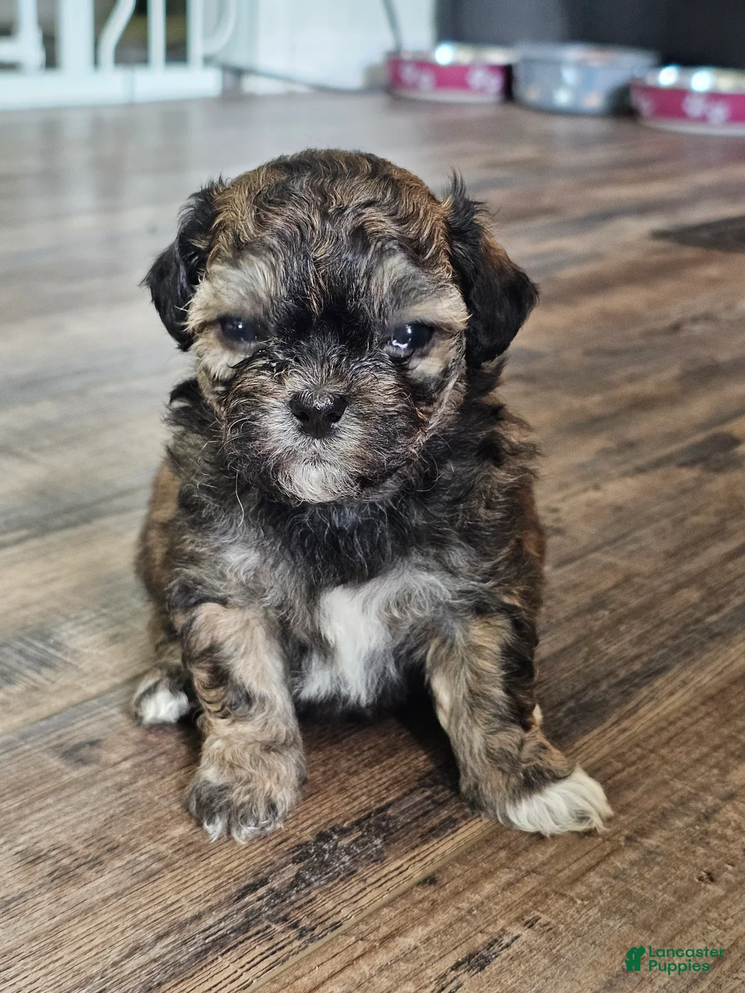Teddy Bear dogs for sale: Ava - Ad 2