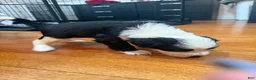 Mixed Breed dogs for sale: Oreo - Ad 8
