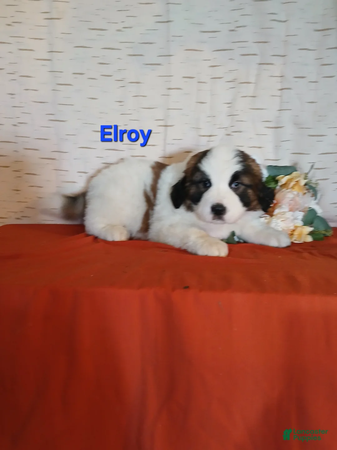 Saint Bernard dogs for sale: Elroy  - Ad 2
