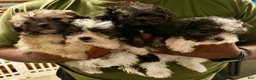Mixed Breed dogs for sale: Midnight - Ad 7