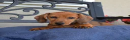 Miniature Dachshund dogs for sale: Barbie - Ad 2