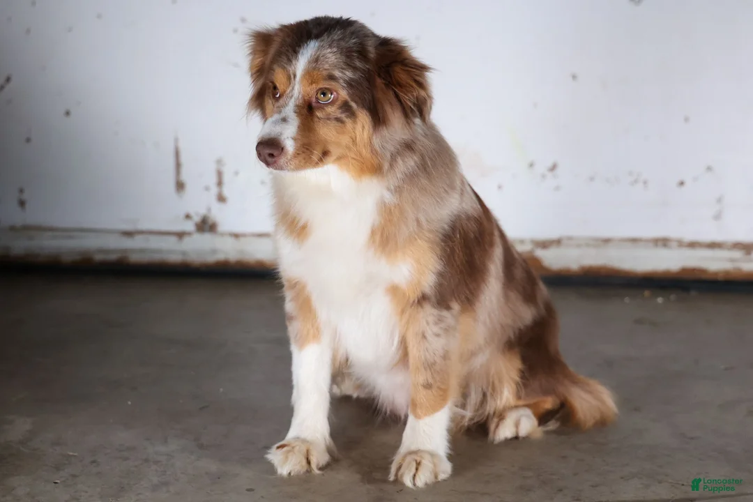 Miniature Australian Shepherd dogs for sale: LINCOLN - Ad 15