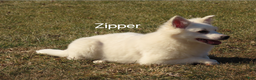 Mixed Breed dogs for sale: Zipper  - Ad 3