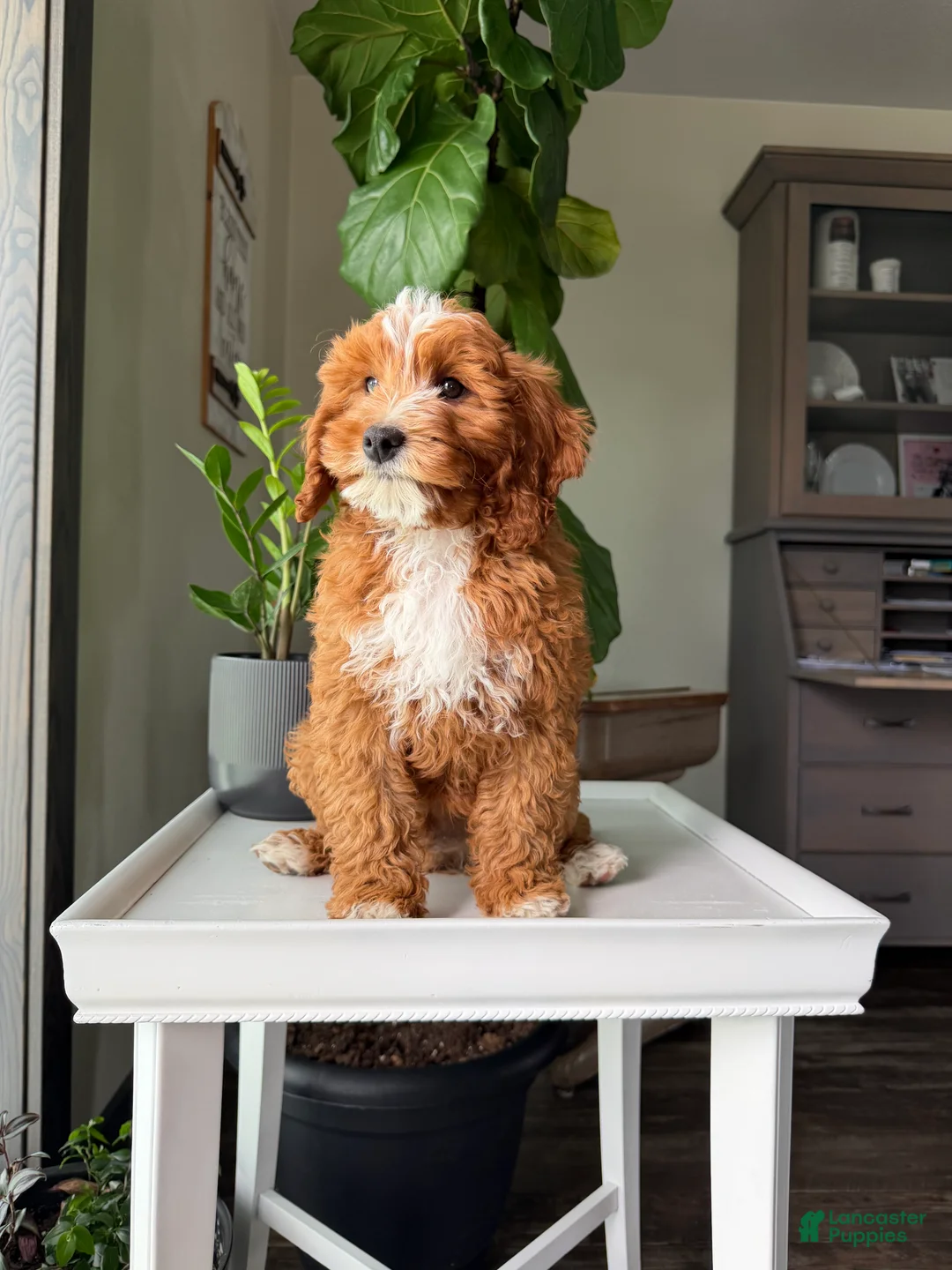Cavapoo dogs for sale: Guss - Ad 2