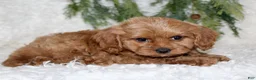 Cavapoo dogs for sale: Cavapoo 1 - Ad 3