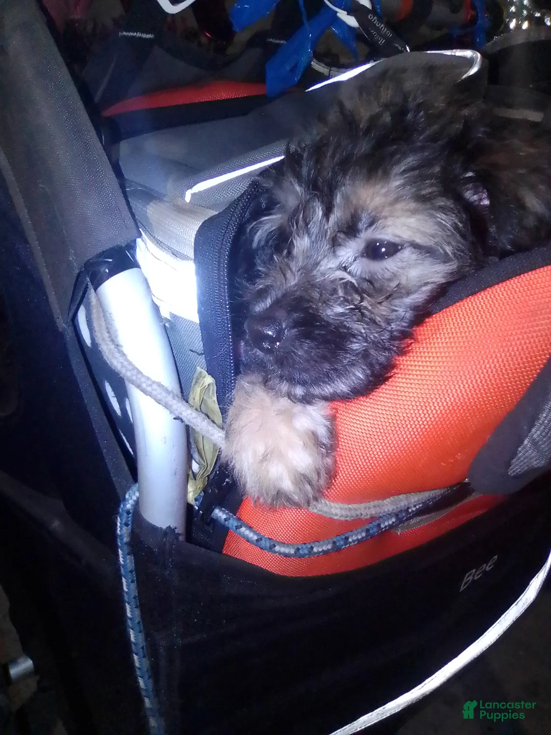 Mini Aussiedoodle dogs for sale: Mini Aussiedoodle Puppy 3 - Ad 6