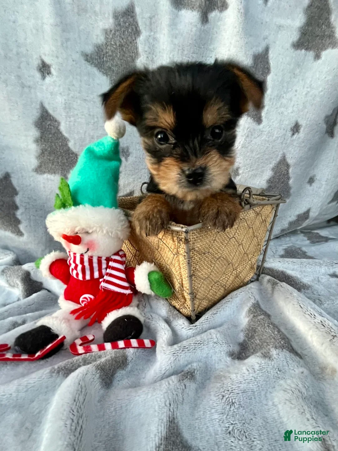 Gallery Image {{count}}