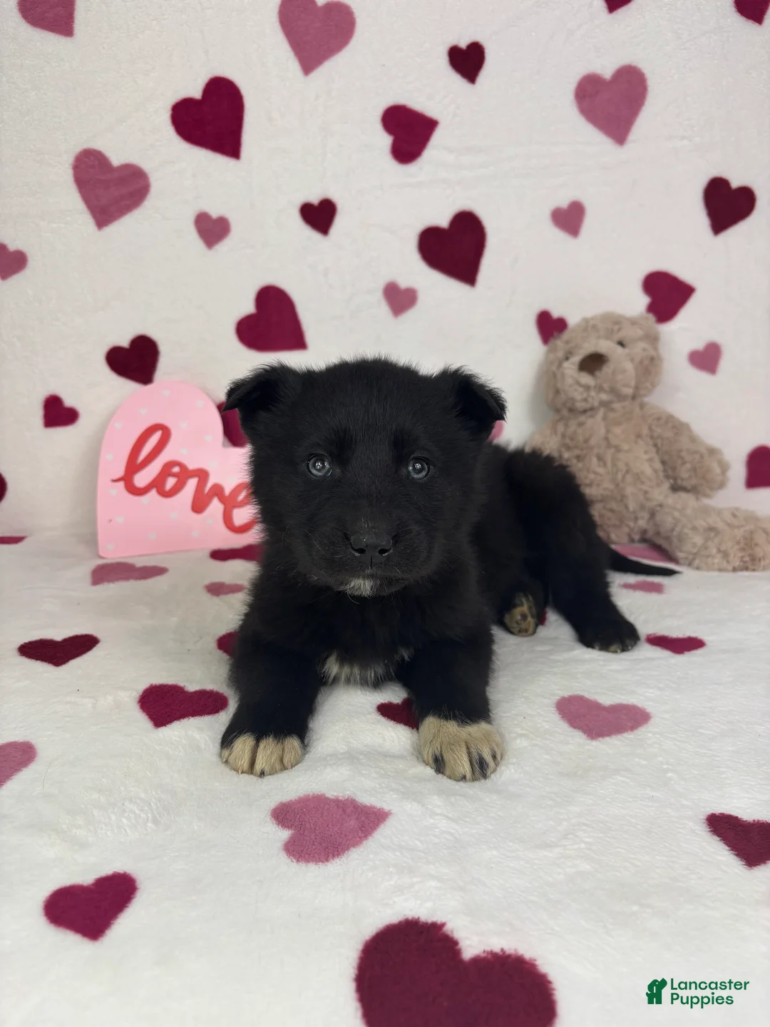 Mixed Breed dogs for sale: Cooper - Ad 5