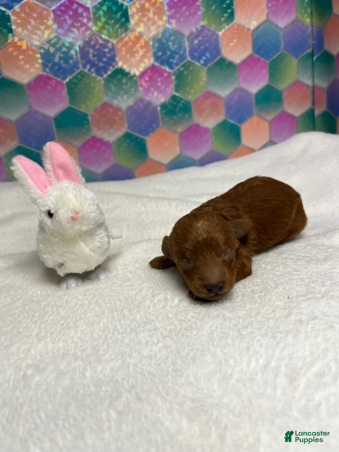 Toy Poodle dogs for sale: Jed  - Ad 3