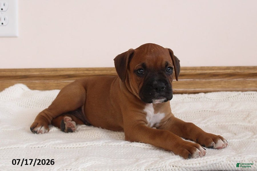 Boxer dogs Max - Ad 2