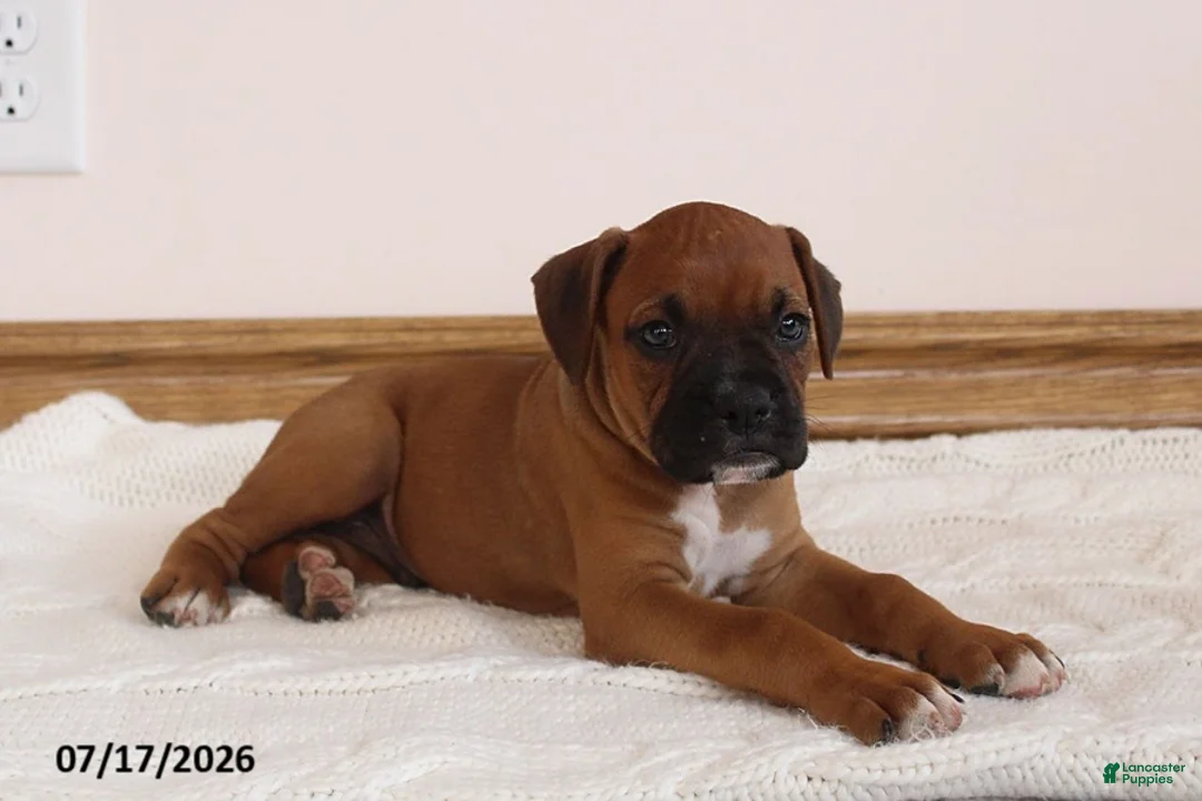 Boxer dogs for sale: Max - Ad 2