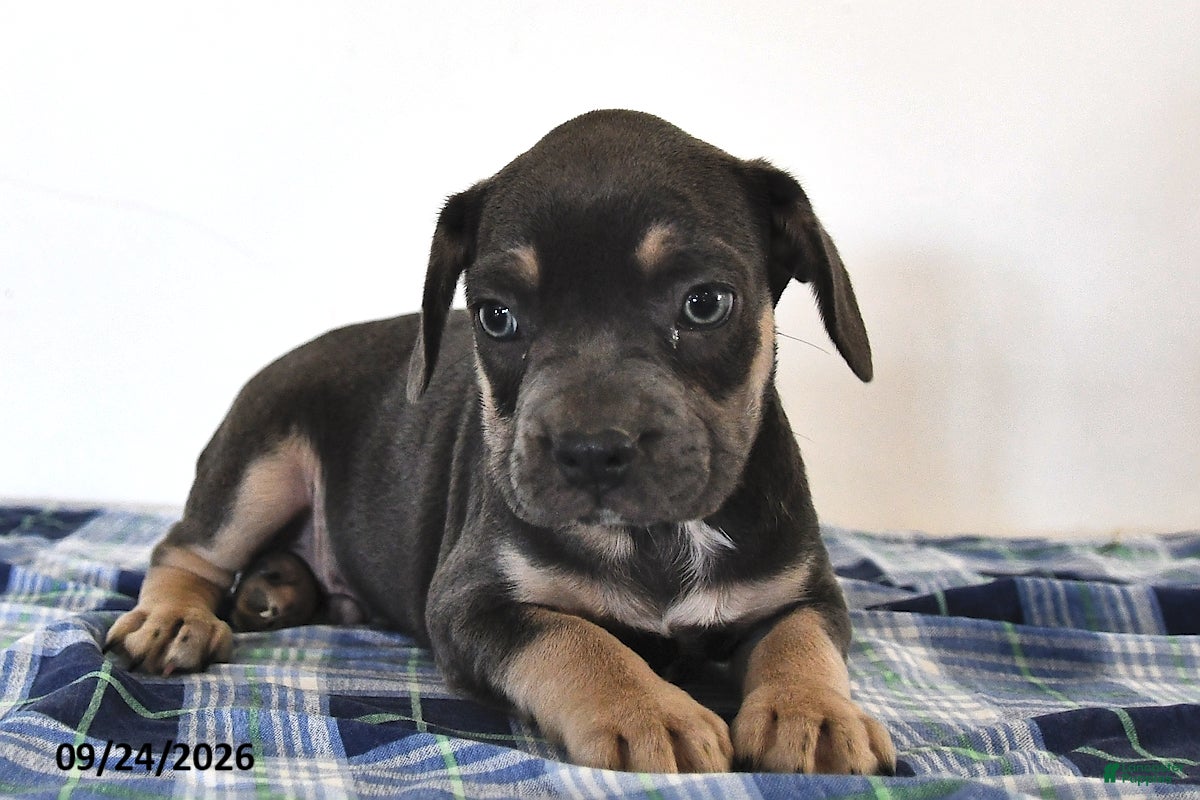 Mixed Breed dogs Leo  - Ad 2