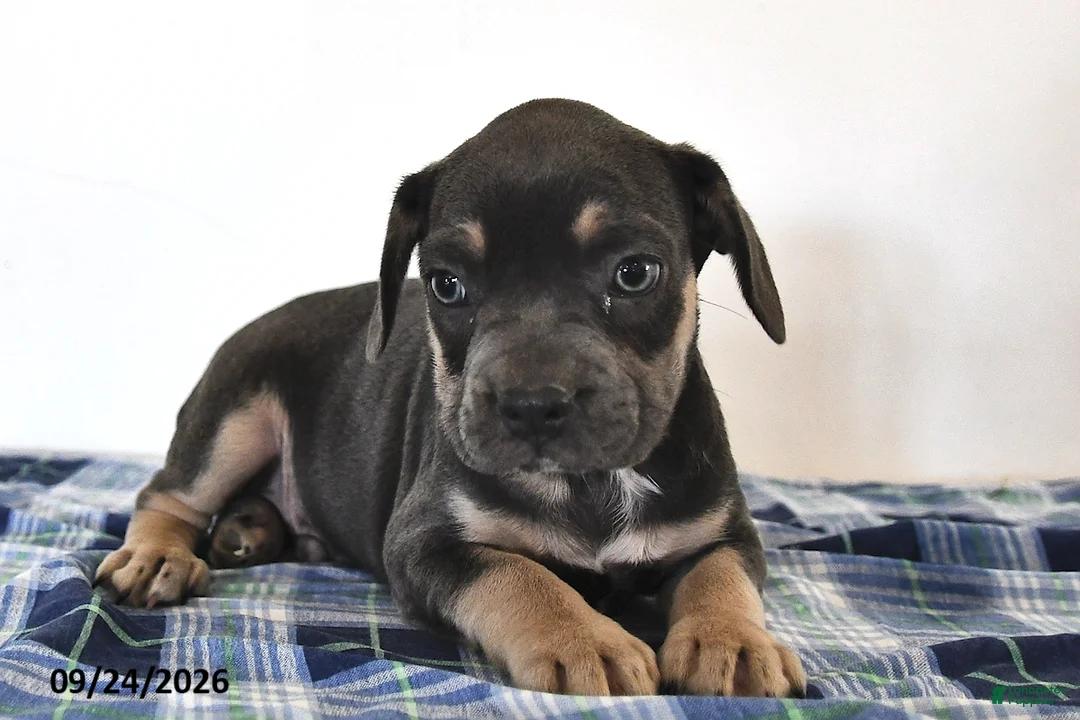 Mixed Breed dogs for sale: Leo  - Ad 2