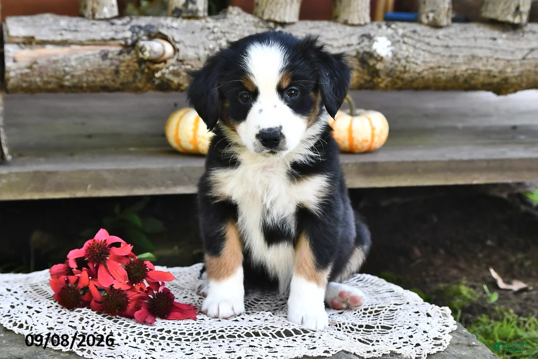 Mixed Breed dogs for sale: Rita - Ad 1