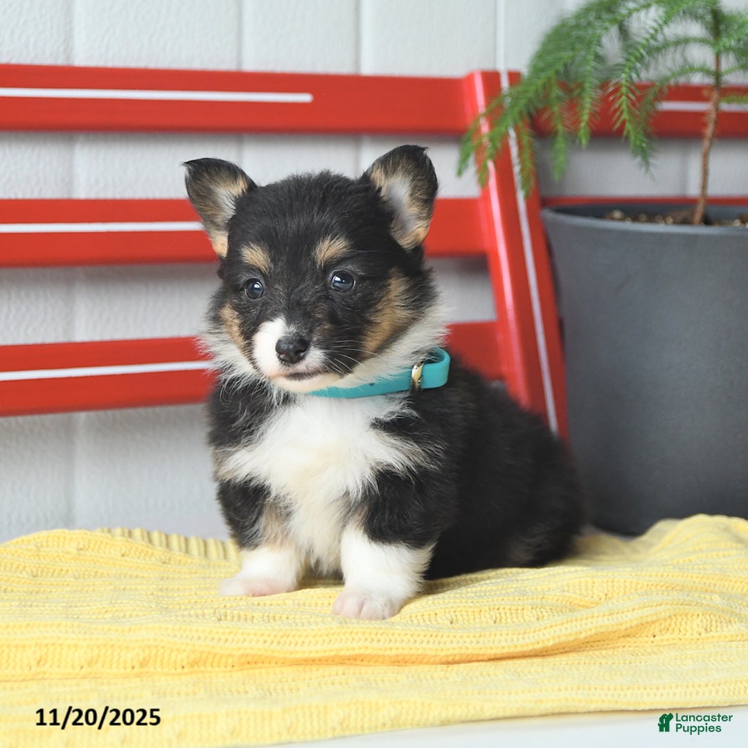 Welsh Corgi Pembroke dogs for sale: Fluffy Laffy Taffy - Ad 6