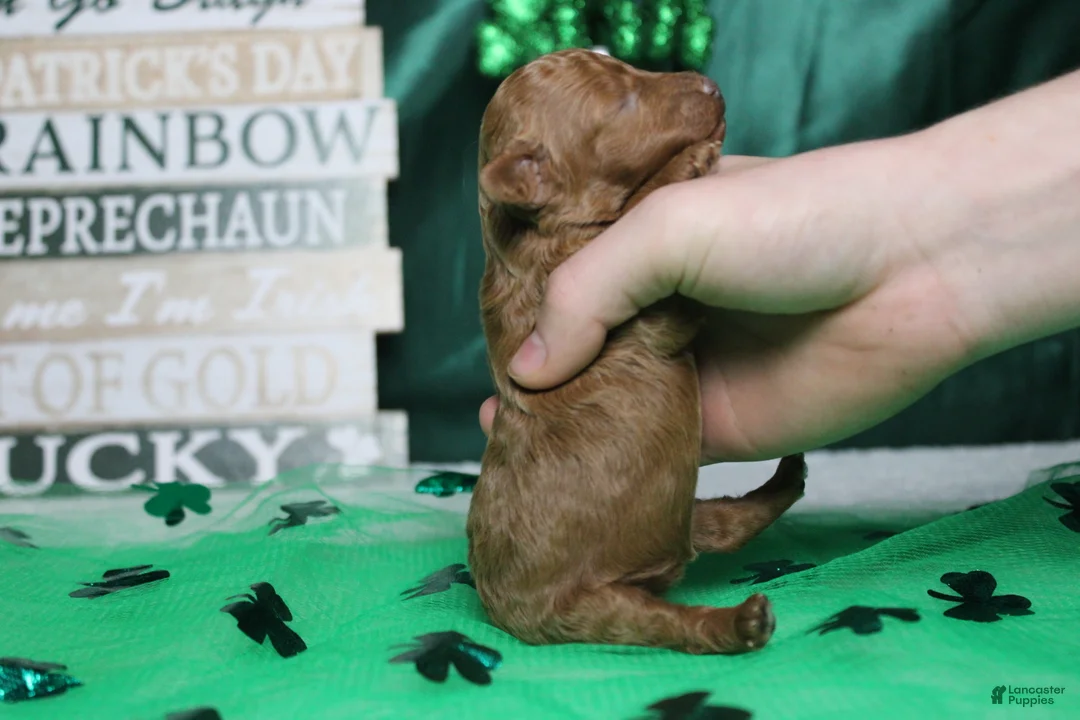 Miniature Poodle dogs for sale: De Anna - Ad 8