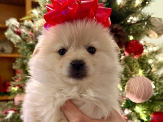 Pomeranian dogs Pomeranian Puppy 2 - Ad 37