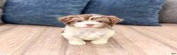 Havanese dogs for sale: Pearl - Ad 2