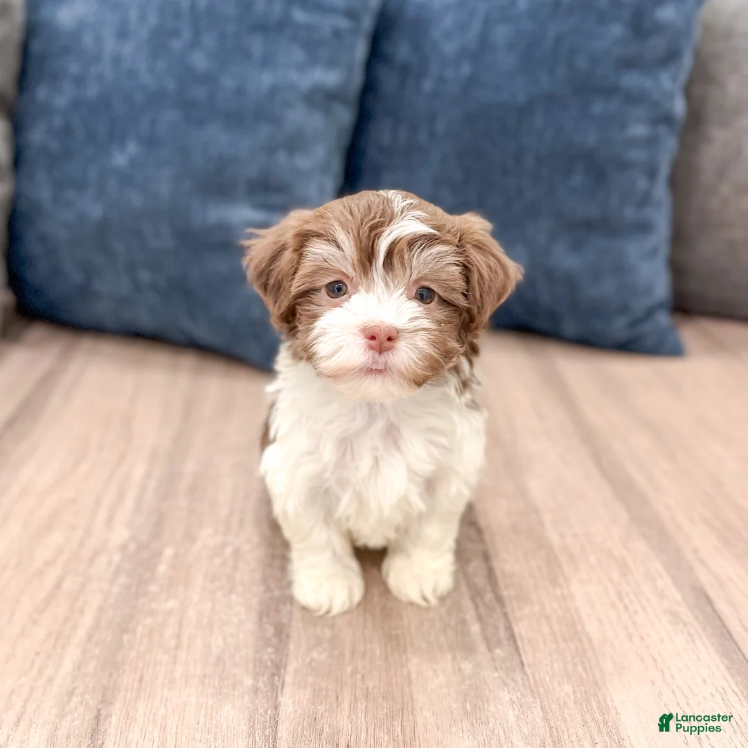 Havanese dogs for sale: Pearl - Ad 2