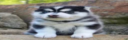 Pomsky dogs for sale: Buster - Ad 3