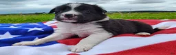 Border Collie dogs for sale: Finnley  - Ad 13