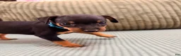 Miniature Pinscher dogs for sale: Lucky - Ad 3