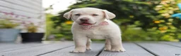 Labrador Retriever dogs for sale: Meadow - Ad 6