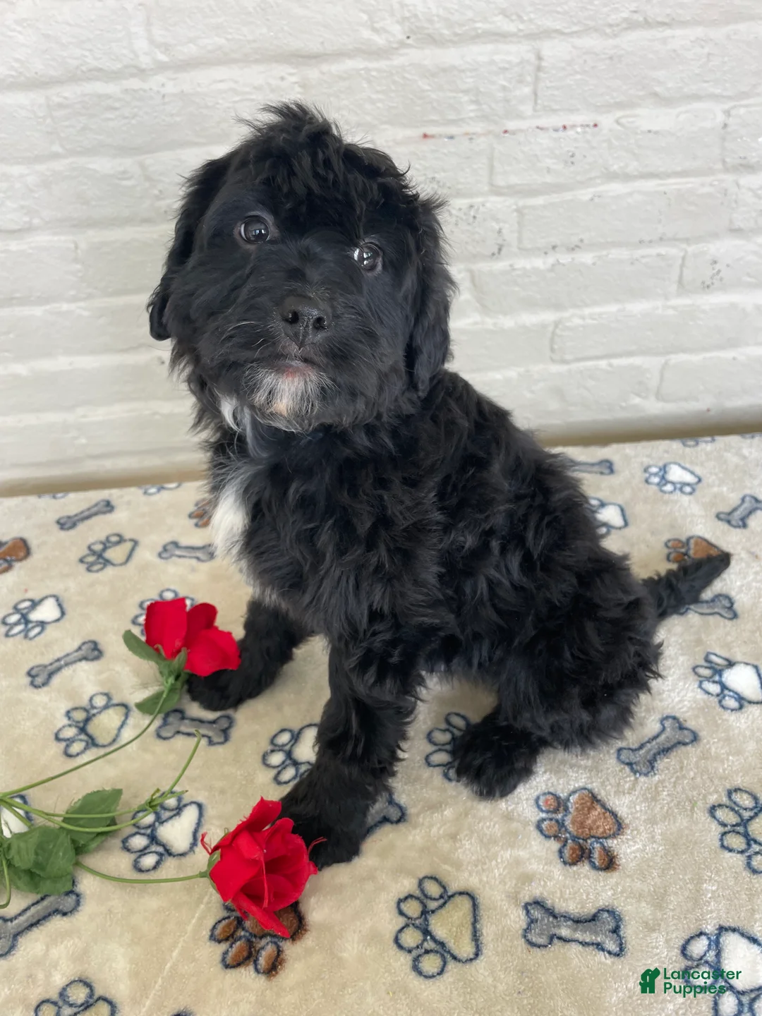 Mixed Breed dogs for sale: Parker - Ad 3