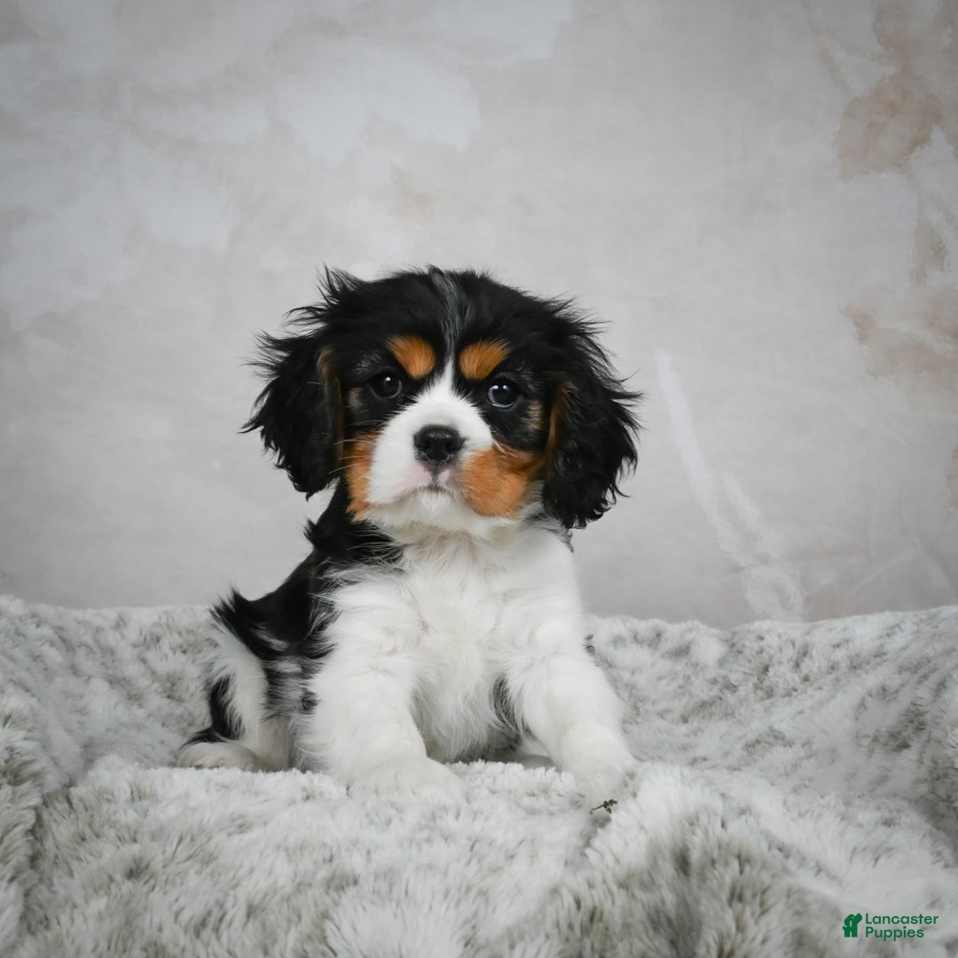 Cavalier King Charles Spaniel dogs for sale: Lincoln - Ad 14
