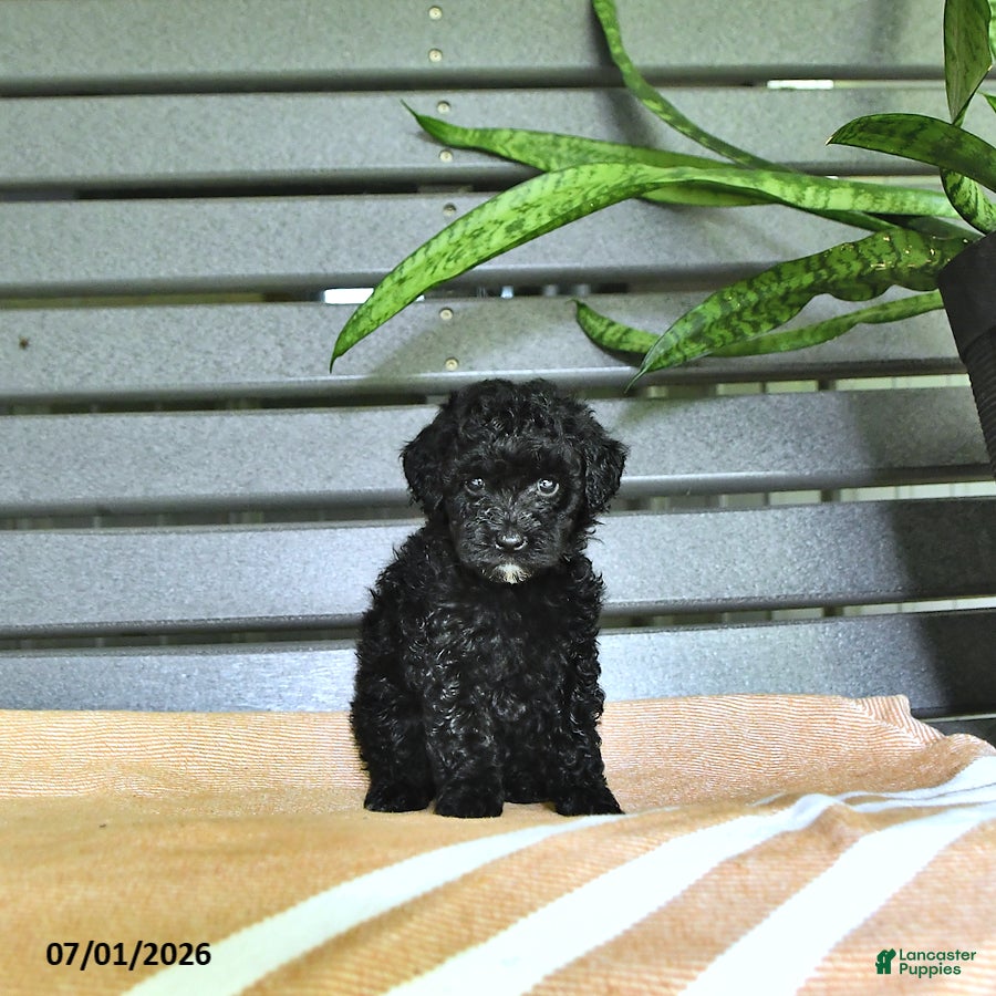 Miniature Poodle dogs Cassandra - Ad 2