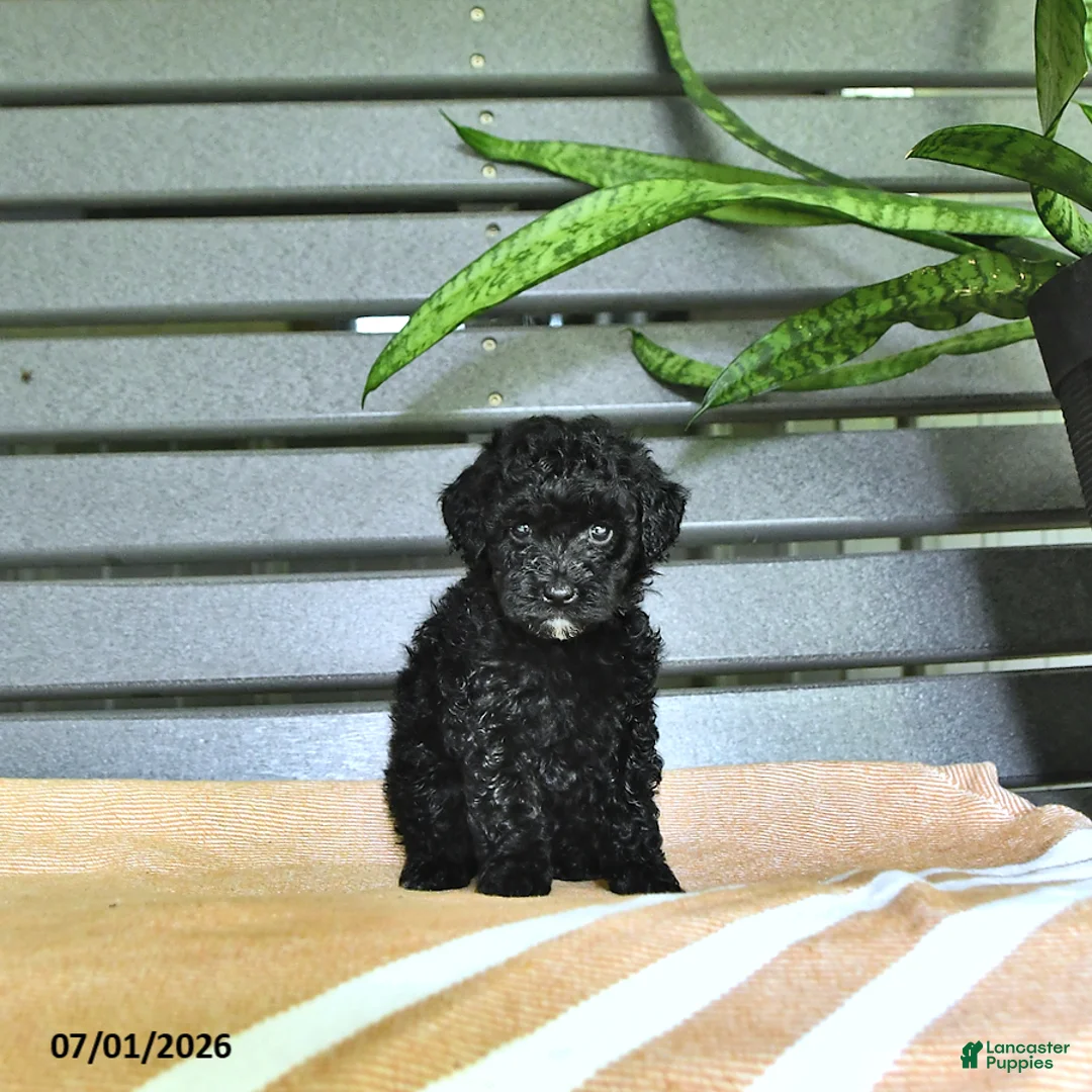 Miniature Poodle dogs for sale: Cassandra - Ad 2