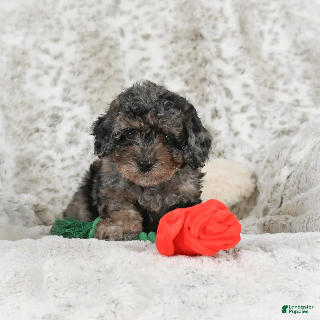 Cavapoo dogs for sale: Tootsie - Ad 4