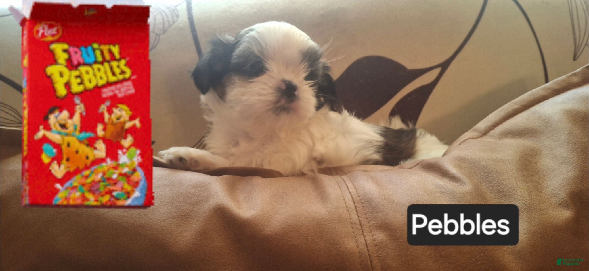 Shih Tzu dogs Shih Tzu 2 - Ad 38