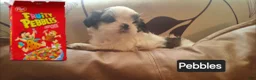 Shih Tzu dogs for sale: Shih Tzu 2 - Ad 1