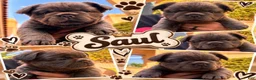 French Bulldog dogs for sale: French Bulldog 1 - Ad 1