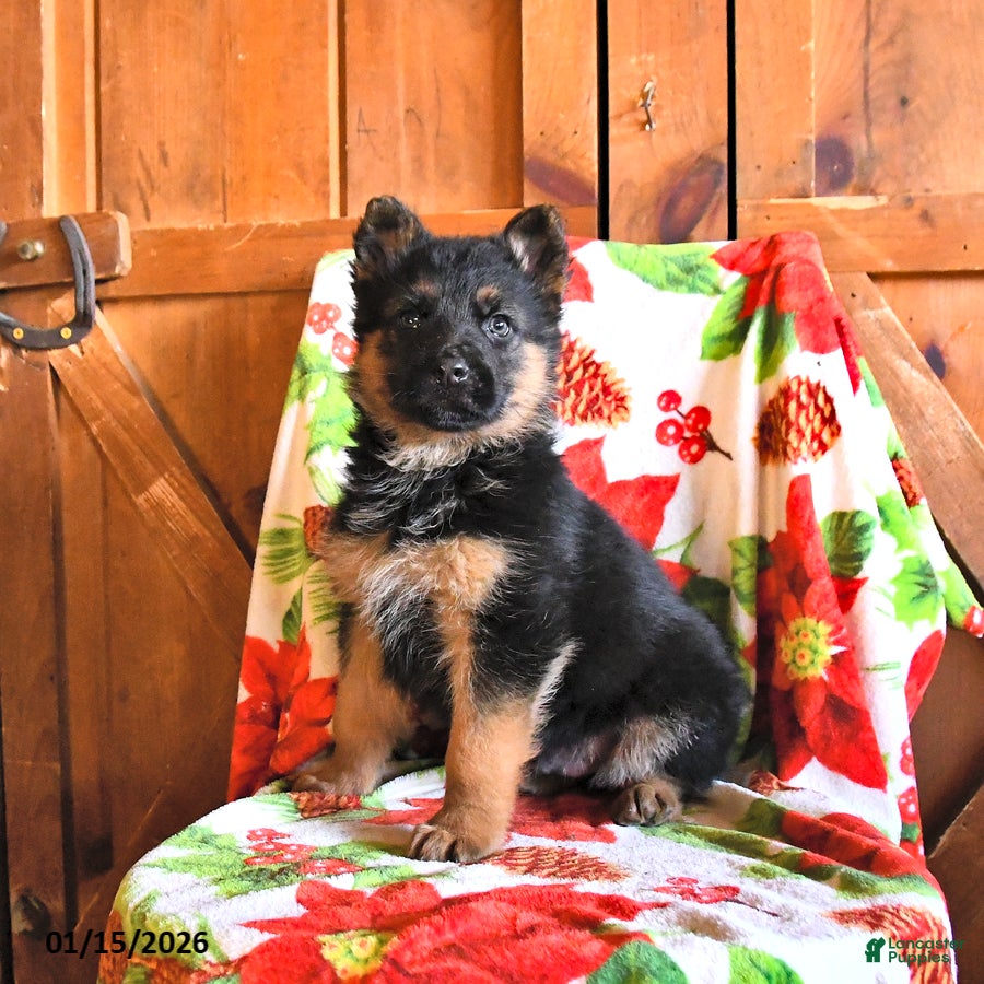 German Shepherd dogs Pistol - Ad 19