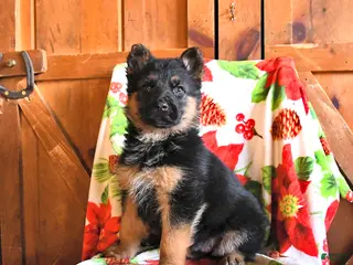 German Shepherd dogs Pistol - Ad 38