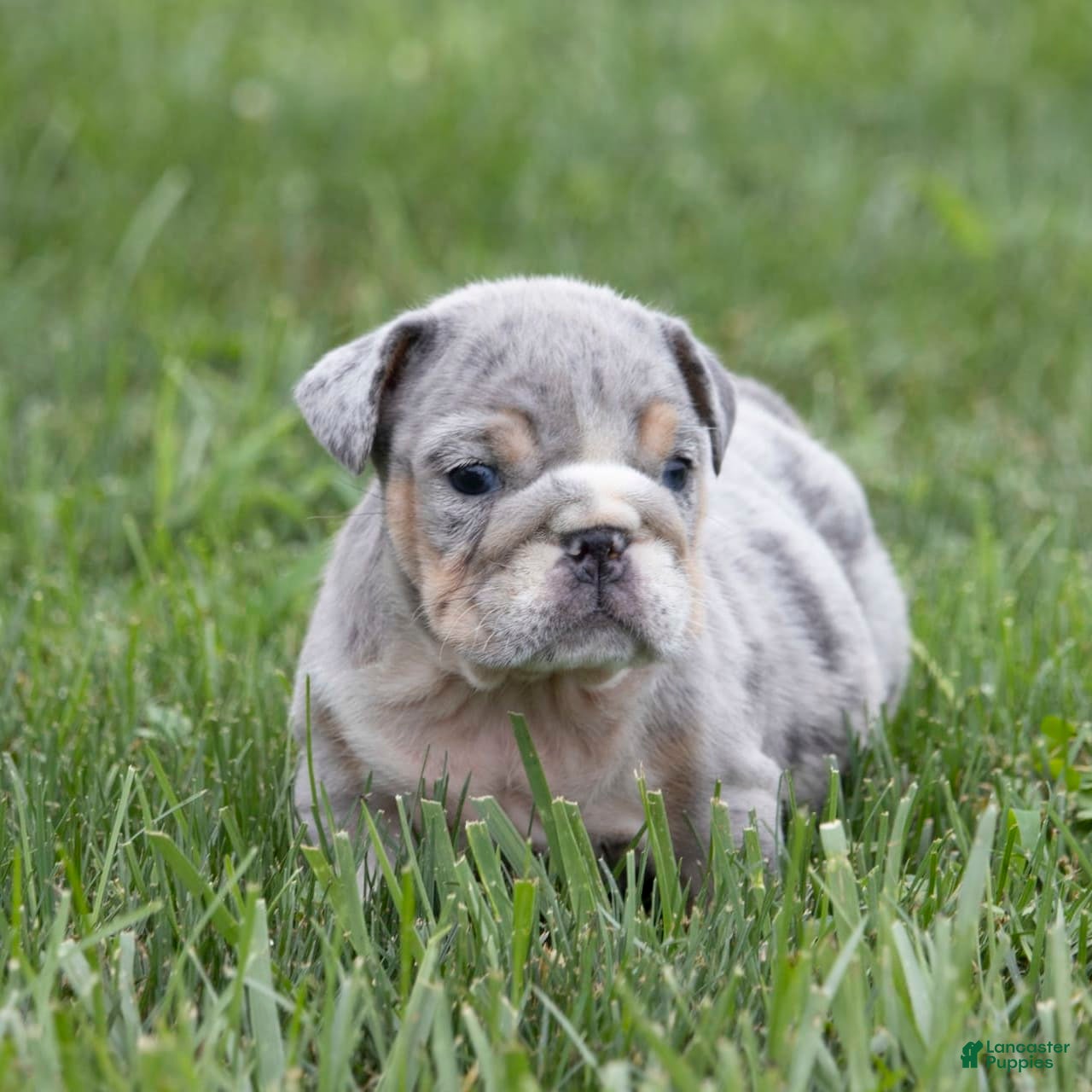 British Bulldog Grey Bulldog Puppy With Blue Eyes Blue Eyes Lilac - Main Image