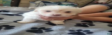 Shih Tzu 1